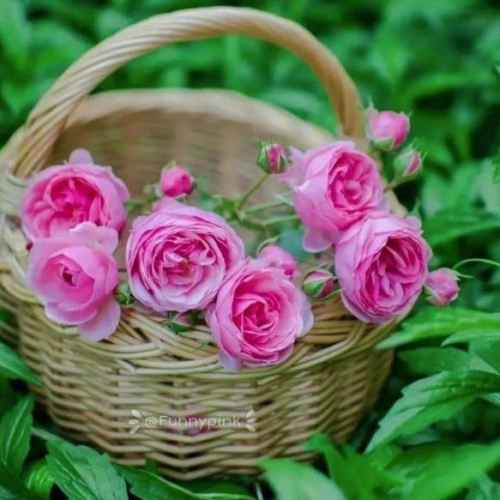 user profile