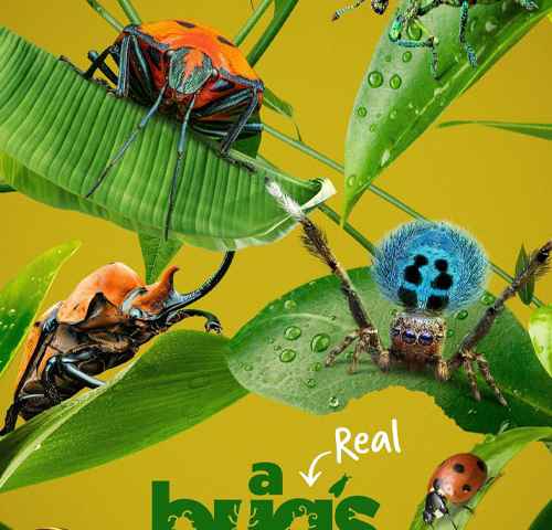 movie cover