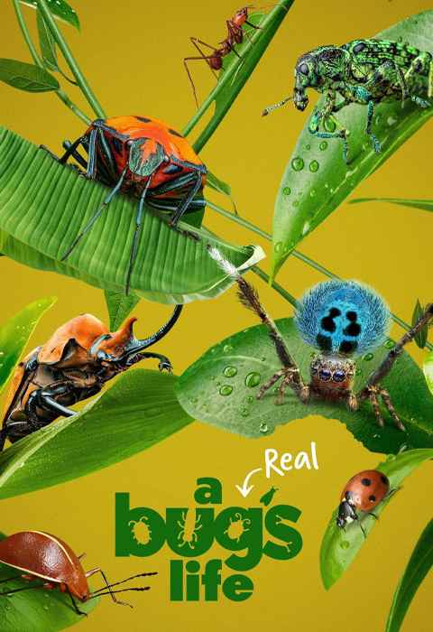 movie cover